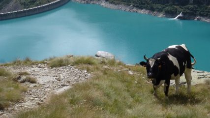 pascolando sul Blu Telessio