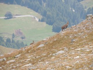 stambecchi incontrati in salita