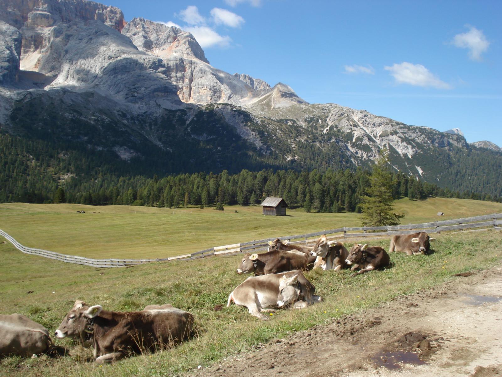 placide mucche si godono il panorama sotto la Croda Rossa