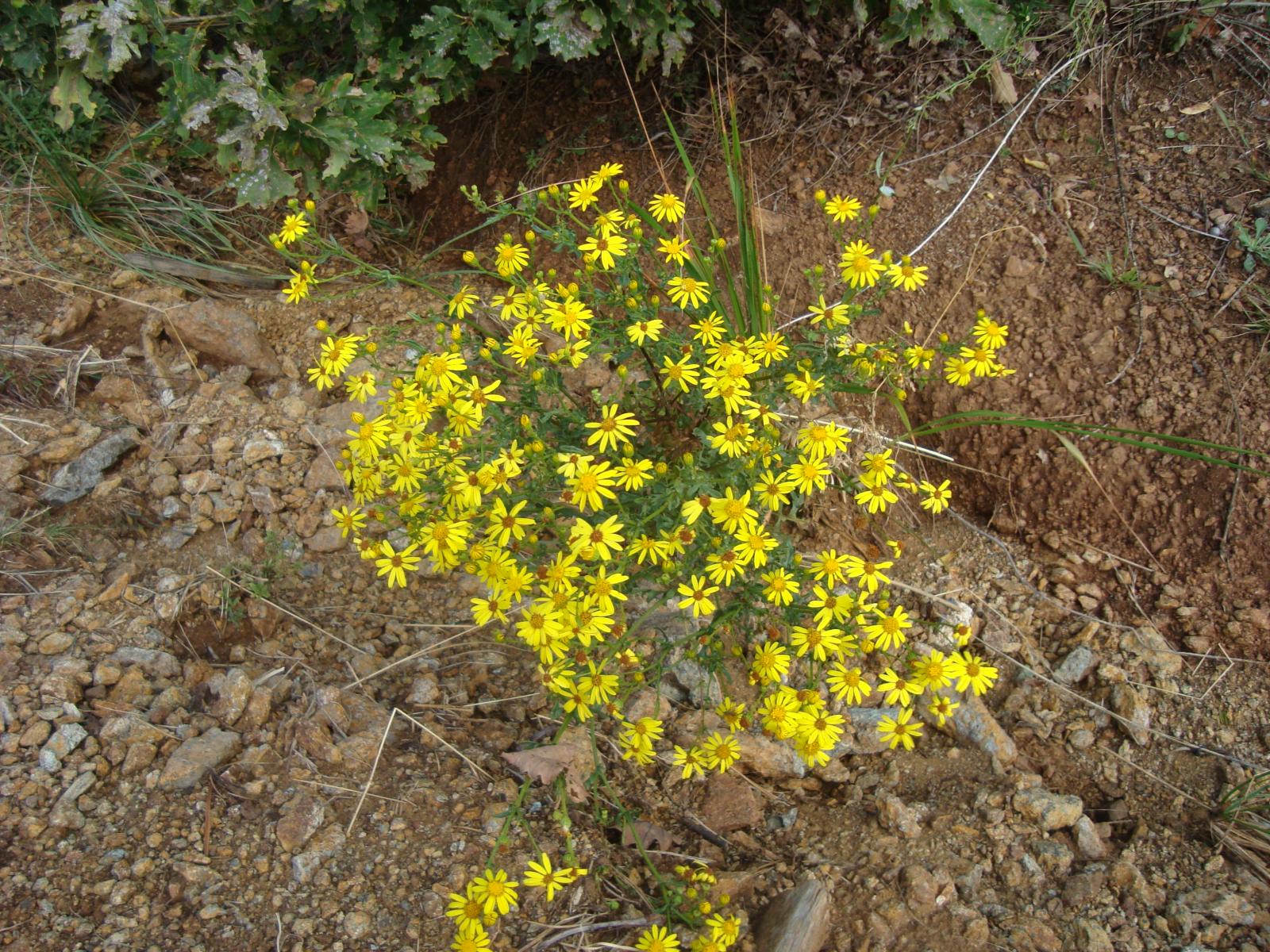 Quel mazzolin di fiori