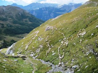 Pecore processionarie