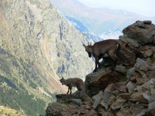 stambeccho sulla via del ritorno