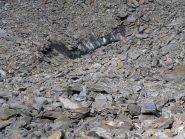 il vecchio ghiacciaio sotto la morena