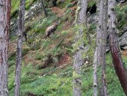 camoscio nel bosco