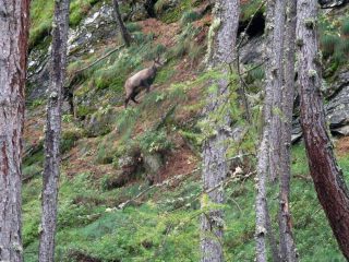 camoscio nel bosco