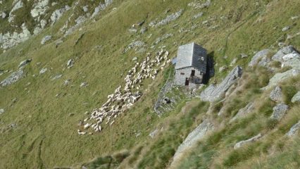 Pecore al Rif Fornetto