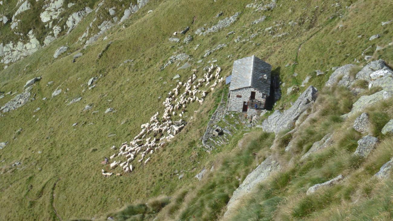 Pecore al Rif Fornetto