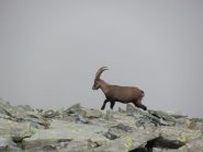 Stambecco solitario