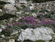 Fioriture