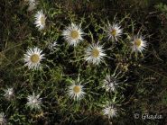 Fioriture