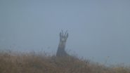 nella nebbia il sorriso del camoscio