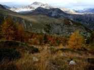 discesa tra i larici