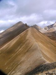 dalla punta