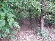 si entra nel bosco  