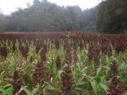 sorgo 