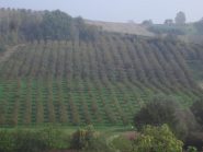 noccioleti