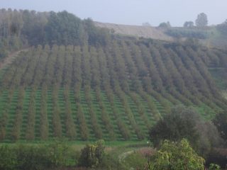 noccioleti