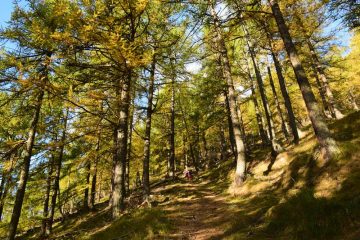 Nel bosco