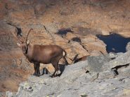 03 - padroni di casa sulla cima del Ciorneva