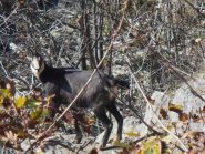 04 - camoscio nei canaloni di Rocca Sella