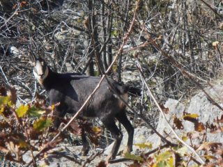 04 - camoscio nei canaloni di Rocca Sella