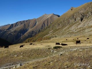 Le mucche al pascolo al Plan de Prals