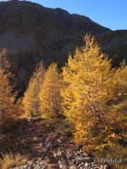 Cartoline dal Vallon de Madone de Fenestre