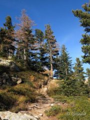 Nel bosco prima dello Chalet des Adus