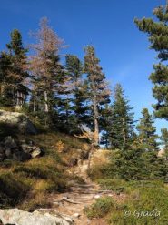 Nel bosco prima dello Chalet des Adus