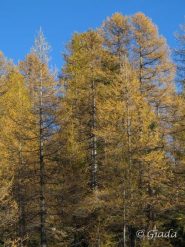 Col de Salèse larici nei colori autunnali