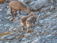 C. Ibex