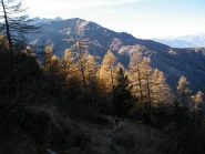 Giochi di luce tra i larici