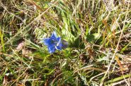 Genzianella di novembre