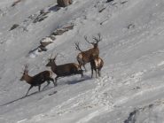 20 - ammucchiata di cervi