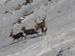 20 - ammucchiata di cervi