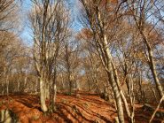 Nel bosco verso Fontana Barale