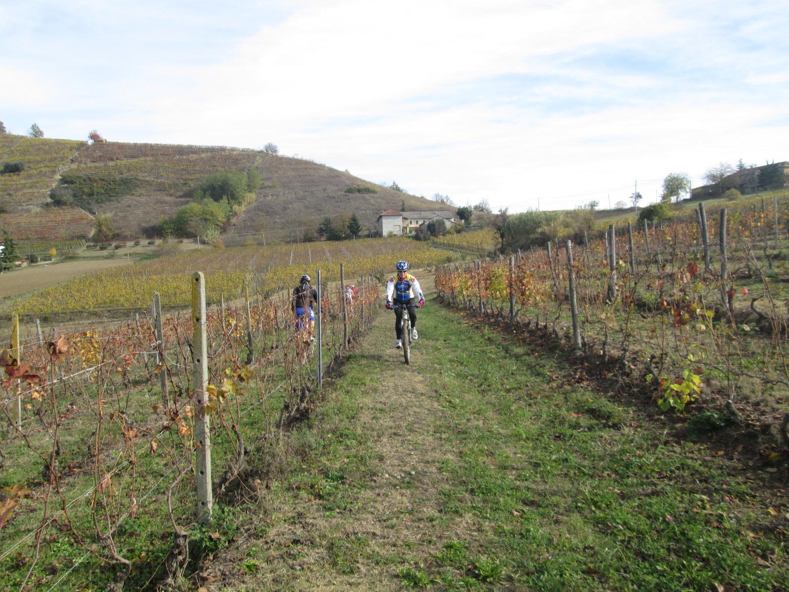 pedalando tra le vigne