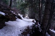 la foresta delle streghe