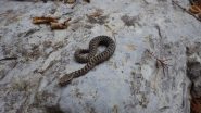Piccila vipera infreddolita.