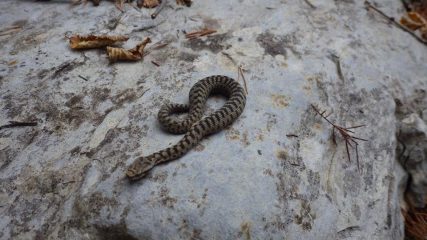 Piccila vipera infreddolita.