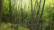 Foresta pluviale.