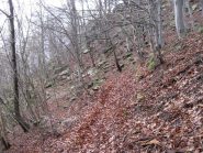 faggeta nel sentiero da Vislario