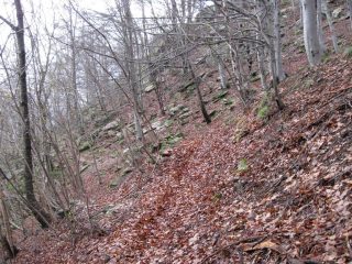 faggeta nel sentiero da Vislario