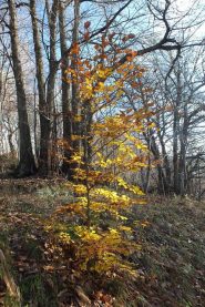 Ultimi colori autunnali