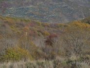 I colori del bosco autunnale