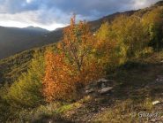 Luci e colori