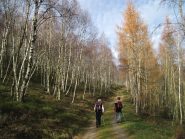 Il bel bosco di betulle  
