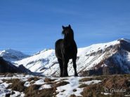 Meravigliosi cavalli alle Grange Fumei