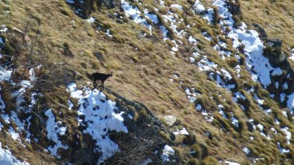 bel Buscarin nel versante Custreta