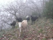 Caprette nella nebbia, incontrate tra Piancerese e La Maddalena